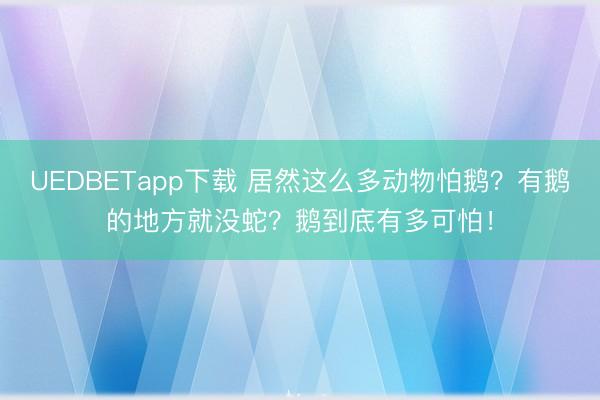 UEDBETapp下载 居然这么多动物怕鹅?有鹅的地方就没蛇?鹅到底有多可怕!