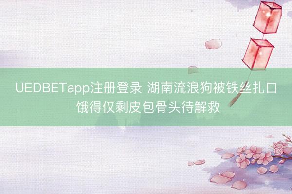 UEDBETapp注册登录 湖南流浪狗被铁丝扎口 饿得仅剩皮包骨头待解救