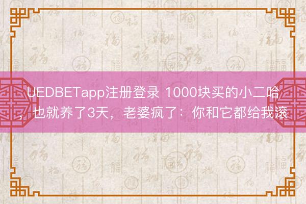 UEDBETapp注册登录 1000块买的小二哈，也就养了3天，老婆疯了：你和它都给我滚