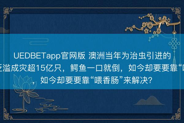 UEDBETapp官网版 澳洲当年为治虫引进的“海蟾蜍”,曾泛滥成灾超15亿只,鳄鱼一口就倒,如今却要要靠“喂香肠”来解决?