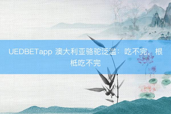 UEDBETapp 澳大利亚骆驼泛滥：吃不完，根柢吃不完